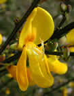 Genêt à balai, brande. Cytisus scoparius (L.) Link