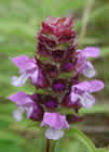 Brunelle commune, petite consoude, charbonnière, prunelle, herbe au charpentier. Prunella vulgaris L.