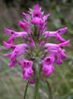 Bétoine officinale. epiaire officinale. Stachys officinalis (L.) Trev. St. Leon