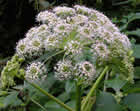 Angélique des bois , angélique des prés, Angélique sauvage, Herbe à la fièvre, Herbe du St-Esprit, Impératoire sauvage, Panais sauvage, Faux Panais, Racine bonne. Angelica sylvestris L.