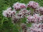 Eupatoire chanvrine, eupatoire à feuille de chanvre, chanvrin, Herbe de St.Cunégonde, Origan des marais, Trèfle de terre. Eupatorium cannabinum L.