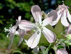 Saponaire, herbe à savon, savon du fossé, savonnière, herbe à femme, laurier fleuri . Saponaria officinalis L.