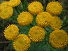 Tanaisie, herbe aux vers, barbotine, herbe amère. Tanacetum vulgare