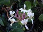 Chèvrefeuille des Baléares, chèvrefeuille à feuilles persistantes, chèvrefeuille entrelacé. Lonicera implexa Aiton