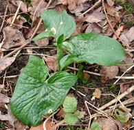 Cliquez sur cette image pour obtenir des informations sur cette plante