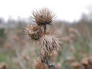 Cliquez sur cette image pour obtenir des informations sur cette plante