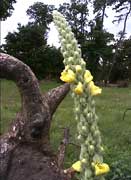 Cliquez sur cette image pour obtenir des informations sur cette plante