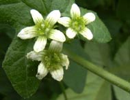 Cliquez sur cette image pour obtenir des informations sur cette plante