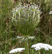 Cliquez sur cette image pour obtenir des informations sur cette plante