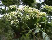 Cliquez sur cette image pour obtenir des informations sur cette plante