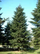 Cliquez sur cette image pour obtenir des informations sur cette plante