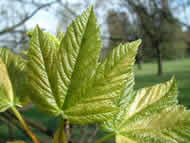 Cliquez sur cette image pour obtenir des informations sur cette plante