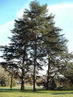 Cliquez sur cette image pour obtenir des informations sur cette plante