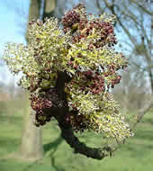 Cliquez sur cette image pour obtenir des informations sur cette plante