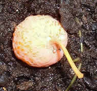 Cliquez sur cette image pour obtenir des informations sur cette plante