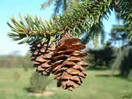 Cliquez sur cette image pour obtenir des informations sur cette plante