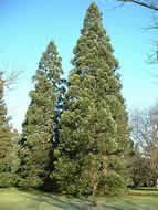 Cliquez sur cette image pour obtenir des informations sur cette plante
