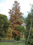 Cliquez sur cette image pour obtenir des informations sur cette plante