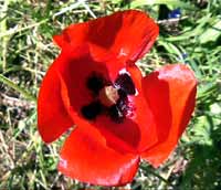 Cliquez sur cette image pour obtenir des informations sur cette plante