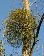 Cliquez sur cette image pour obtenir des informations sur cette plante