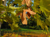 Cliquez sur cette image pour obtenir des informations sur cette plante