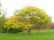 Cliquez sur cette image pour obtenir des informations sur cette plante
