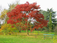 Cliquez sur cette image pour obtenir des informations sur cette plante