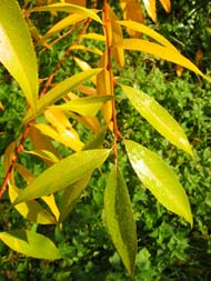 Cliquez sur cette image pour obtenir des informations sur cette plante