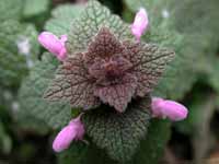 Cliquez sur cette image pour obtenir des informations sur cette plante