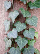 Cliquez sur cette image pour obtenir des informations sur cette plante