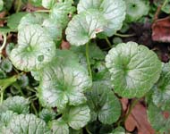 Cliquez sur cette image pour obtenir des informations sur cette plante