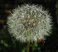 Cliquez sur cette image pour obtenir des informations sur cette plante