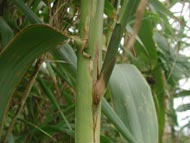 Cliquez sur cette image pour obtenir des informations sur cette plante