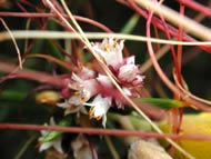 Cliquez sur cette image pour obtenir des informations sur cette plante
