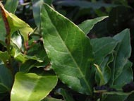 Cliquez sur cette image pour obtenir des informations sur cette plante