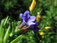 Cliquez sur cette image pour obtenir des informations sur cette plante
