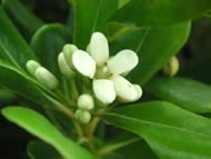Cliquez sur cette image pour obtenir des informations sur cette plante