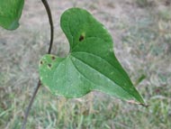 Cliquez sur cette image pour obtenir des informations sur cette plante