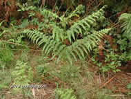 Cliquez sur cette image pour obtenir des informations sur cette plante