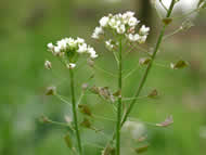 Cliquez sur cette image pour obtenir des informations sur cette plante