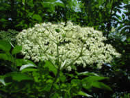 Cliquez sur cette image pour obtenir des informations sur cette plante