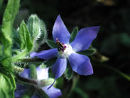 Cliquez sur cette image pour obtenir des informations sur cette plante