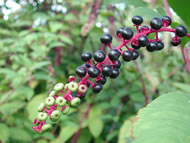 Cliquez sur cette image pour obtenir des informations sur cette plante
