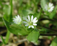 Cliquez sur cette image pour obtenir des informations sur cette plante