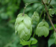 Cliquez sur cette image pour obtenir des informations sur cette plante