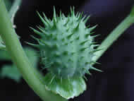 Cliquez sur cette image pour obtenir des informations sur cette plante