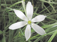 Cliquez sur cette image pour obtenir des informations sur cette plante