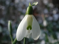 Cliquez sur cette image pour obtenir des informations sur cette plante