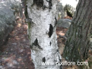 Cliquez sur cette image pour obtenir des informations sur cette plante
