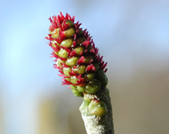 Cliquez sur cette image pour obtenir des informations sur cette plante